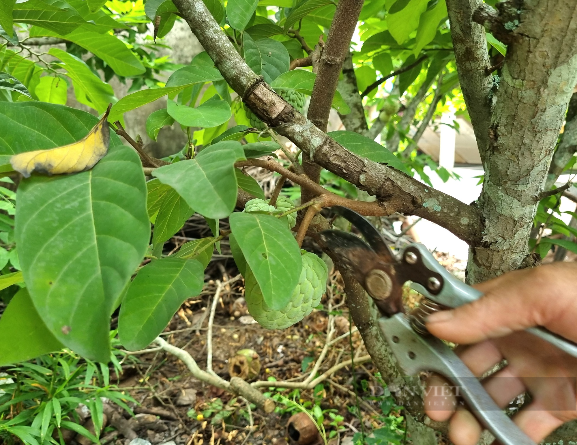 U60 Ninh Bình trồng cây na Thái kết hợp nuôi con ốc nhồi thu nhập hơn 300 triệu đồng - Ảnh 7.