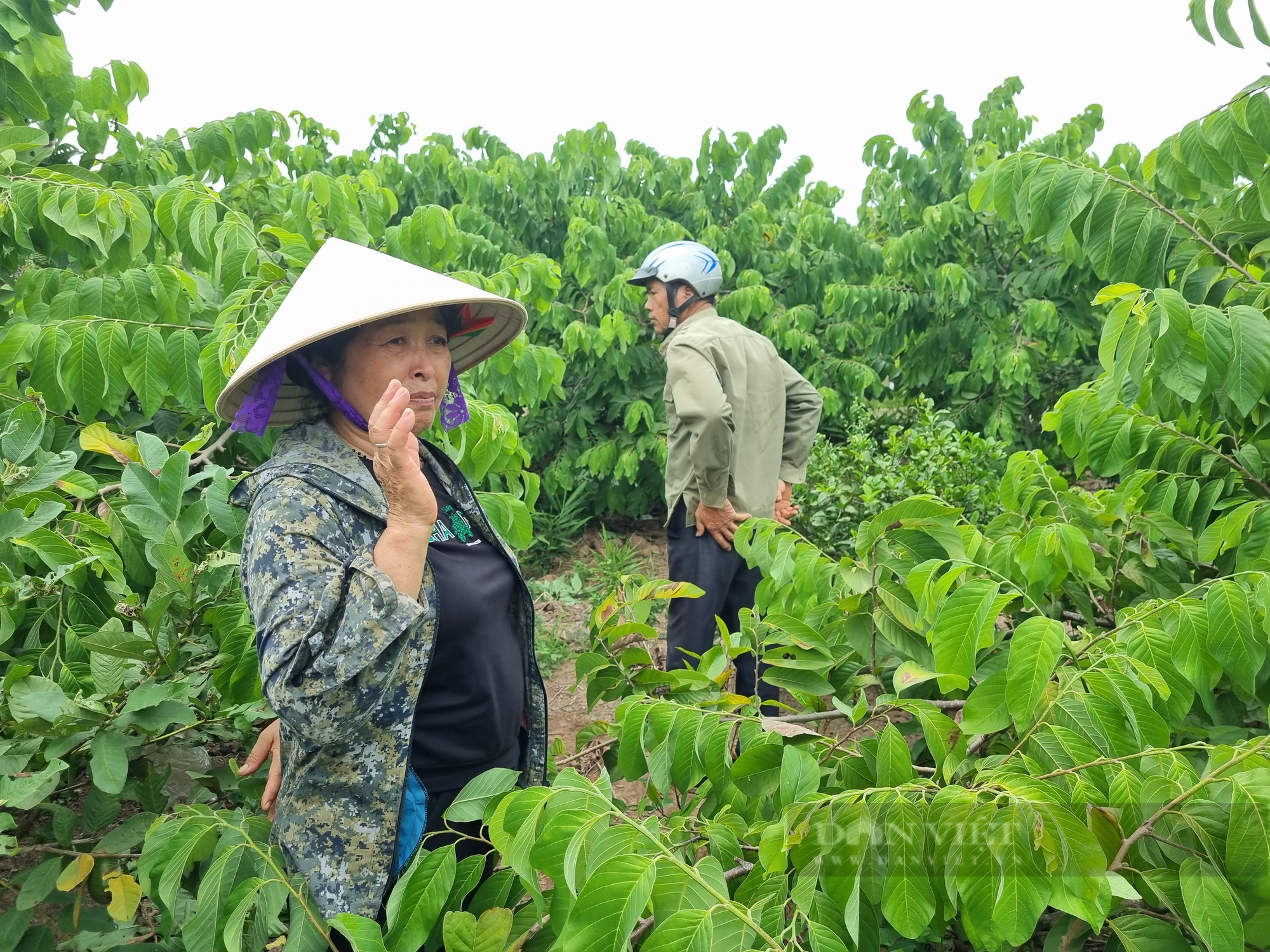 U60 Ninh Bình trồng cây na Thái kết hợp nuôi con ốc nhồi thu nhập hơn 300 triệu đồng - Ảnh 3.