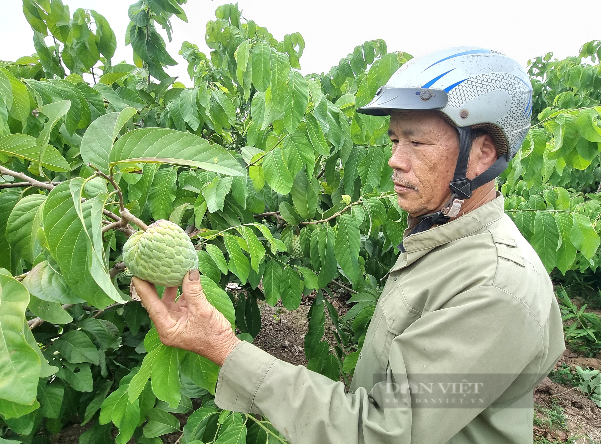 U60 Ninh Bình trồng cây na Thái kết hợp nuôi con ốc nhồi thu nhập hơn 300 triệu đồng - Ảnh 9.