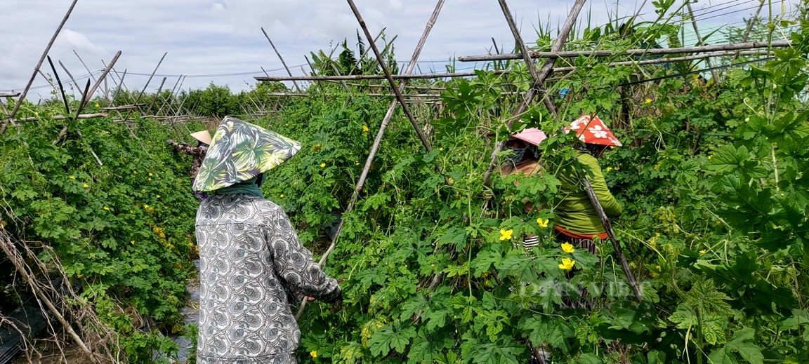 Toàn bộ nông dân TP.HCM được tập huấn sản xuất hàng hóa đáp ứng thị trường trong nước và xuất khẩu  - Ảnh 3.