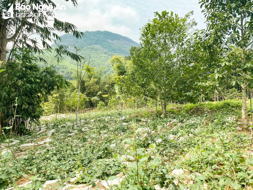Đem cây rừng về vườn trồng, nông dân ở một huyện Nghệ An nhà nào hái bán cũng rủng rỉnh tiền tiêu - Ảnh 3.