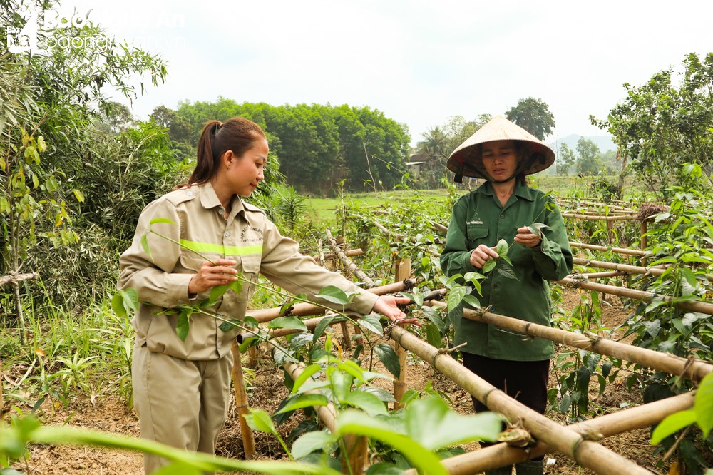 Đem cây rừng về vườn trồng, nông dân ở một huyện Nghệ An nhà nào hái bán cũng rủng rỉnh tiền tiêu - Ảnh 2.