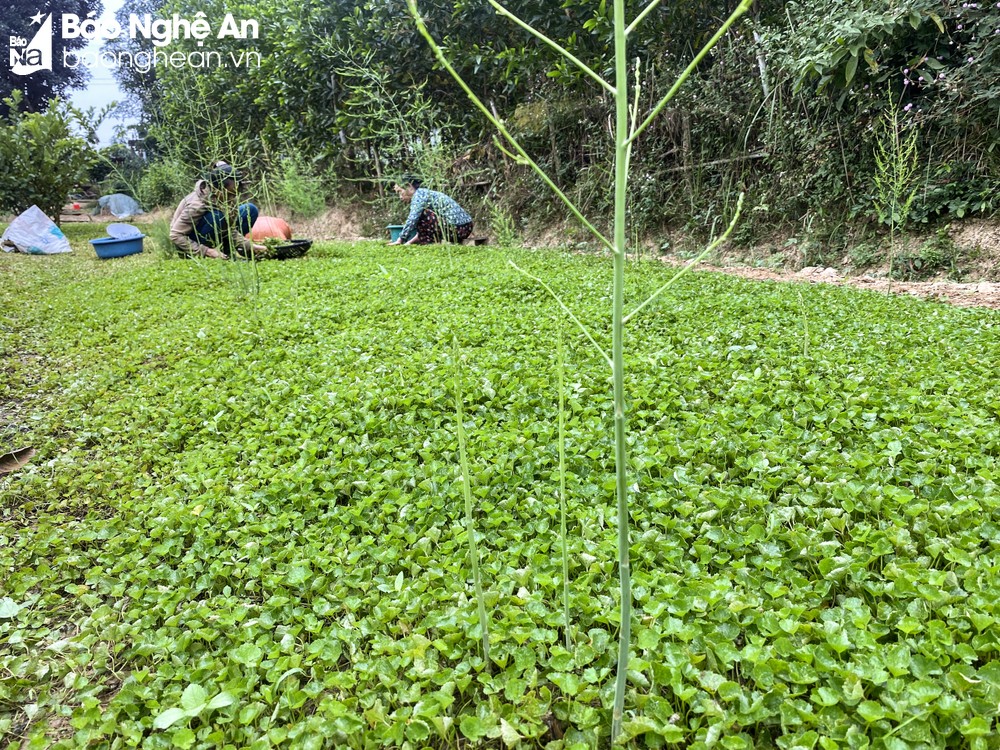 Đem cây rừng về vườn trồng, nông dân ở một huyện Nghệ An nhà nào hái bán cũng rủng rỉnh tiền tiêu - Ảnh 1.