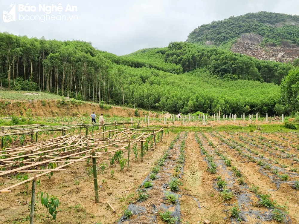Đem cây rừng về vườn trồng, nông dân ở một huyện Nghệ An nhà nào hái bán cũng rủng rỉnh tiền tiêu - Ảnh 5.