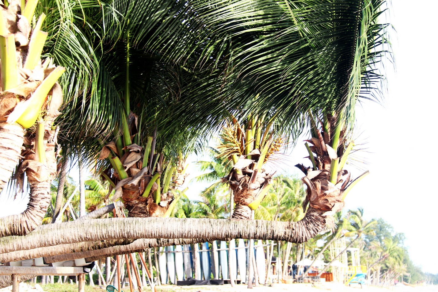 Cũng là cây dừa, chợt thấy mấy cây dừa &quot;siêu mẫu&quot; này ở Phú Quốc của Kiên Giang lạ lắm, ngắm thôi đã mê rồi - Ảnh 3.
