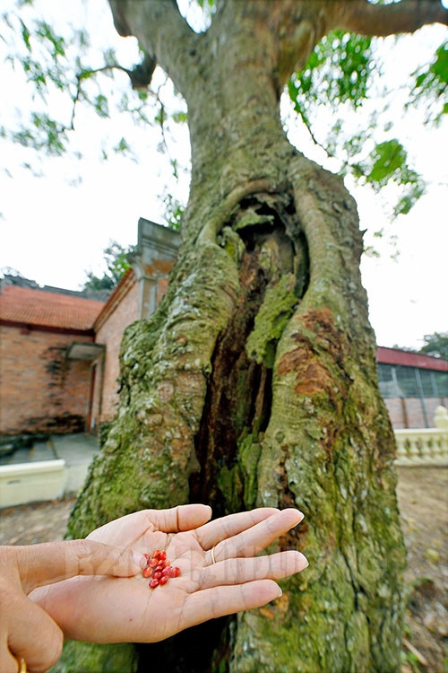 Hiếm có khó tìm, những cây cổ thụ độc lạ trên đất Hải Dương, ai thấy cũng xuýt xoa - Ảnh 5.