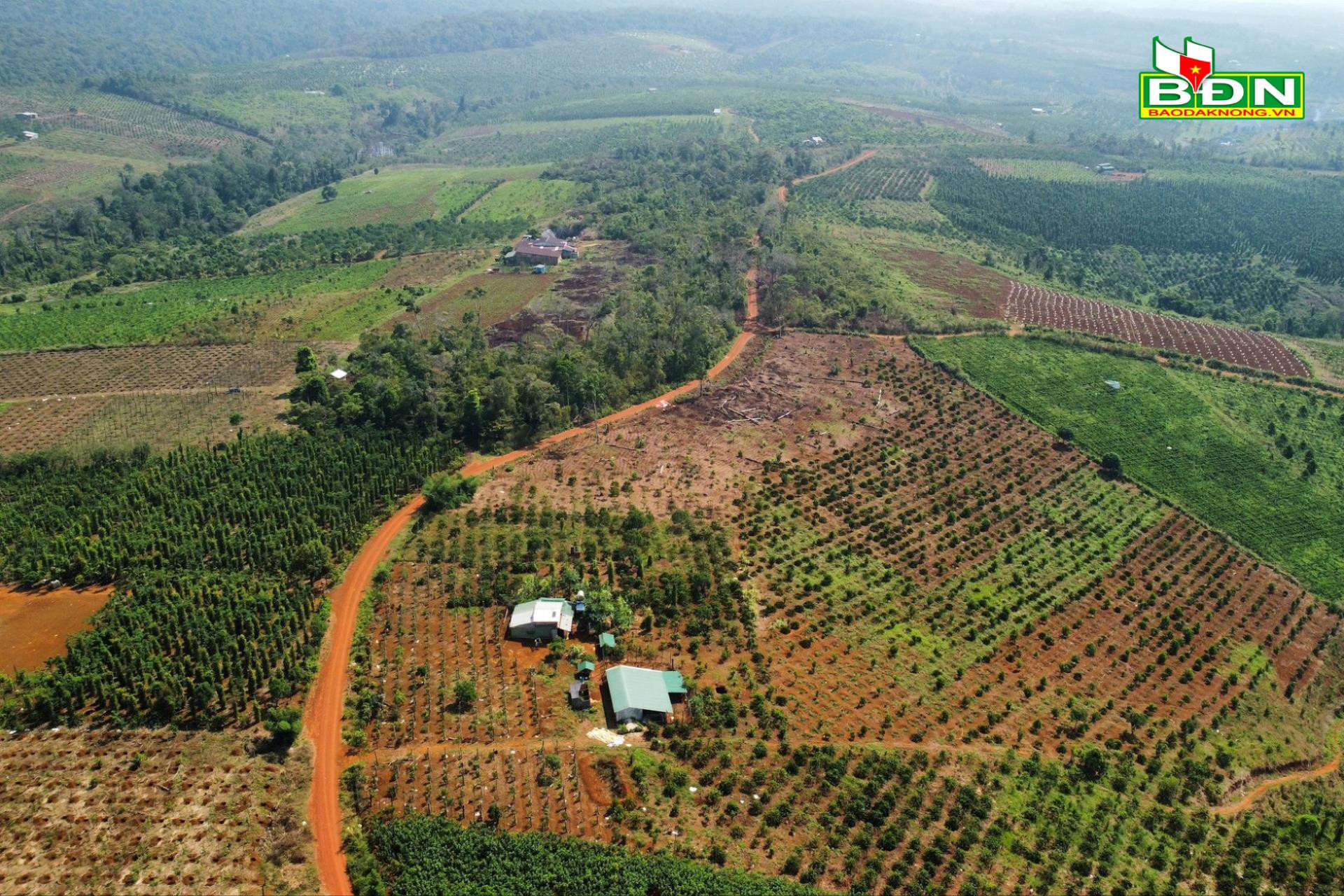 Mối lo cho nông sản Đắk Nông khi thực hiện việc ‘cấm cửa’ với sản phẩm liên quan đến phá rừng - Ảnh 1.
