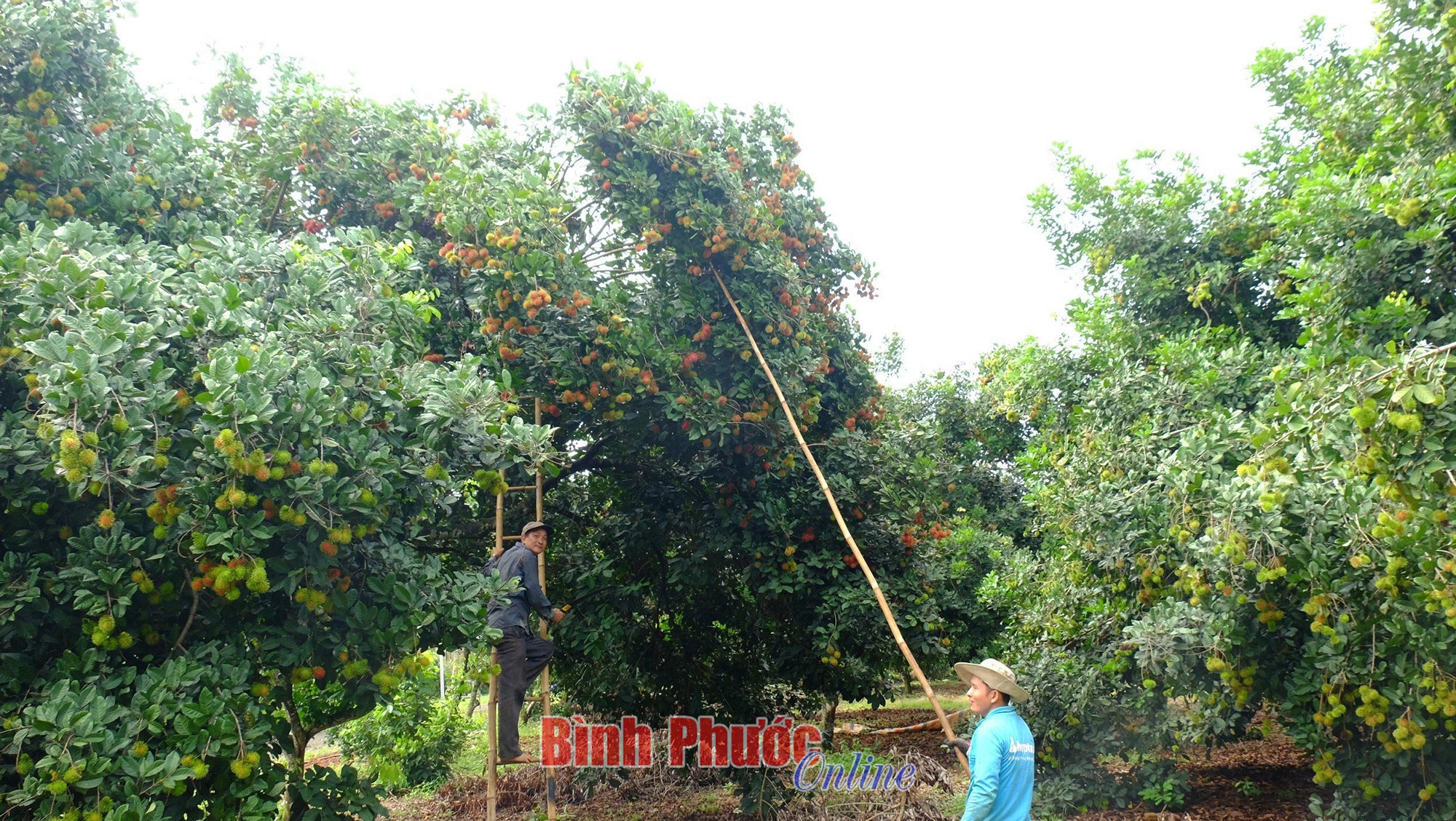 Mùa chôm chôm trên đất Bình Phước - Ảnh 1.