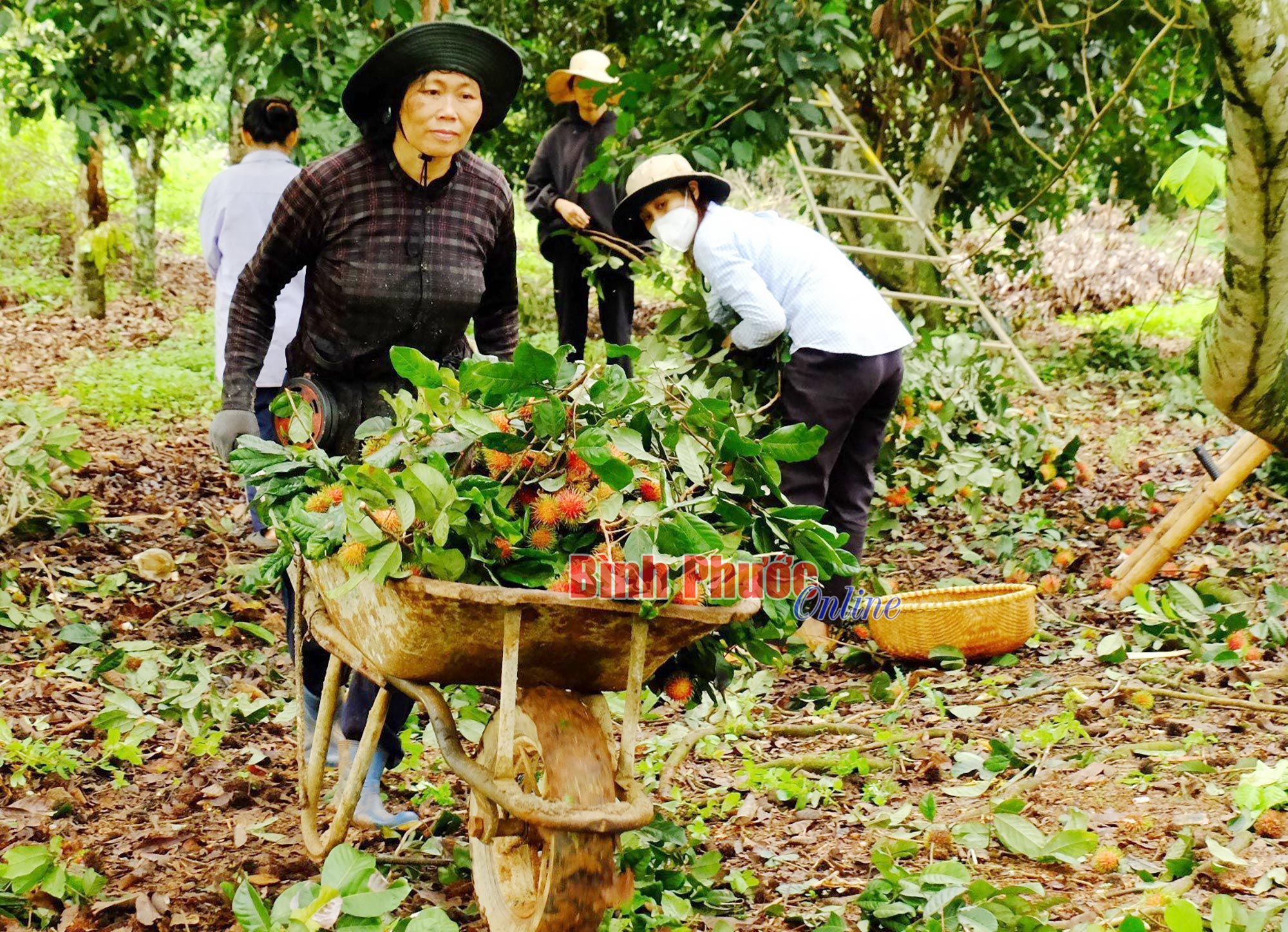 Mùa chôm chôm trên đất Bình Phước - Ảnh 4.