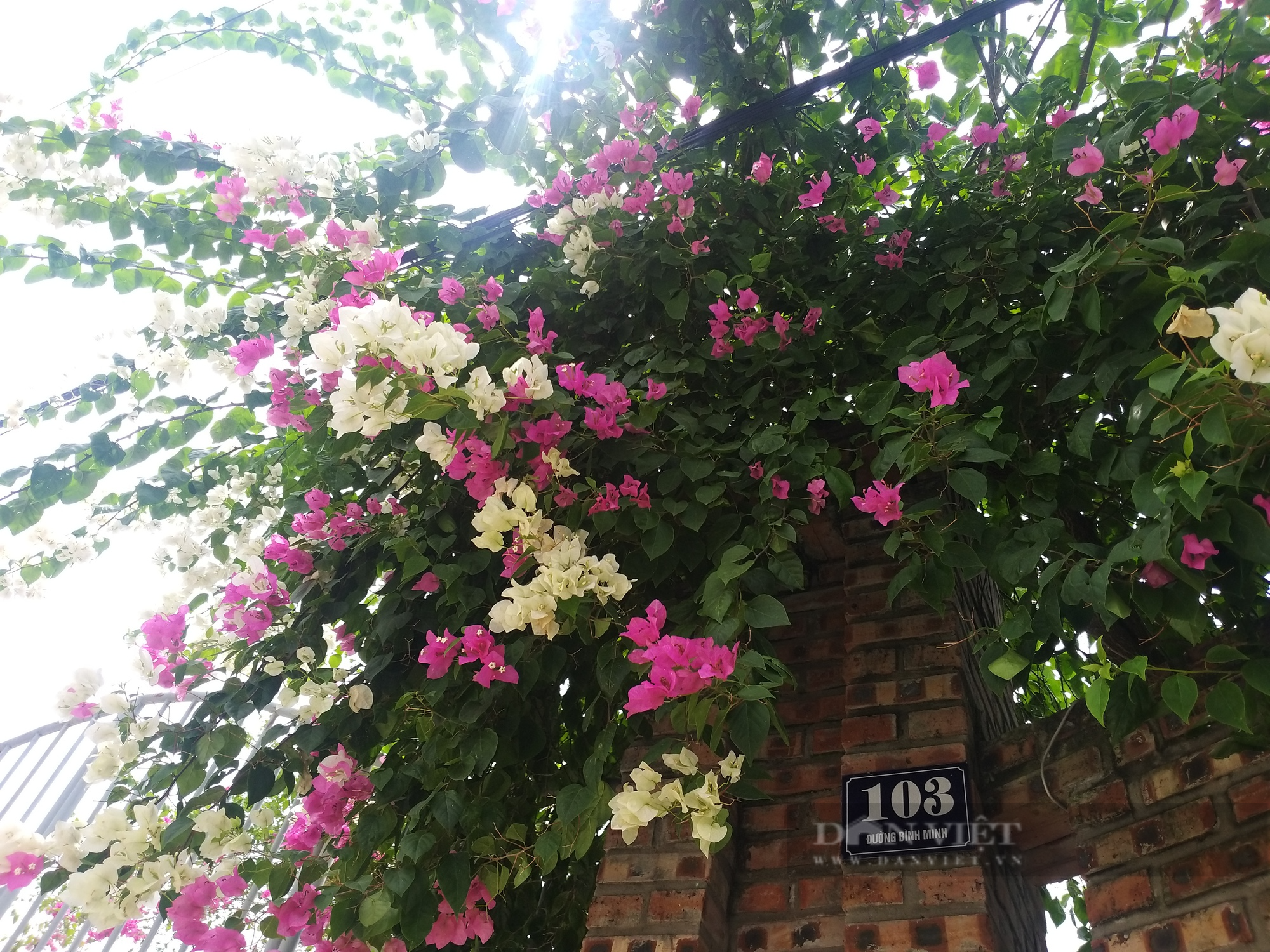 Người công giáo vùng ven đô Hà Nội đua nhau hiến đất mở đường, làm cổng hoa giấy đẹp như tranh vẽ(Bài 1) - Ảnh 8.