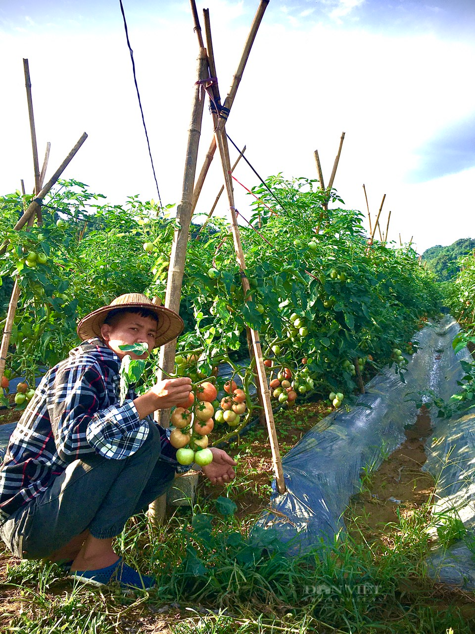 Một vùng rau sạch được ví như &quot;Đà Lạt của tỉnh Hòa Bình&quot; giúp nông dân nơi đây có của ăn, của để - Ảnh 3.