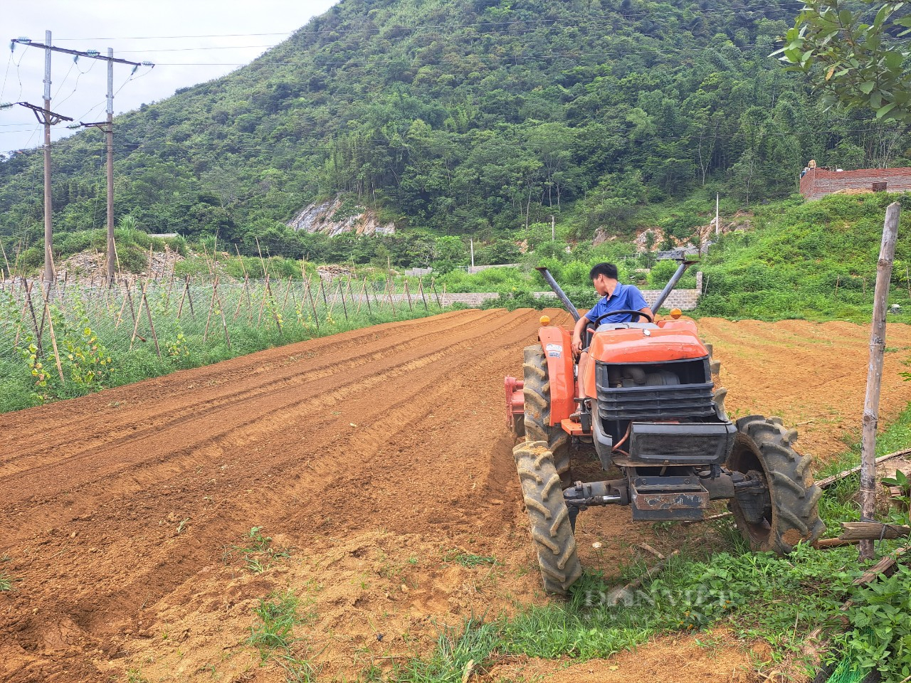 Một vùng rau sạch được ví như &quot;Đà Lạt của tỉnh Hòa Bình&quot; giúp nông dân nơi đây có của ăn, của để - Ảnh 5.