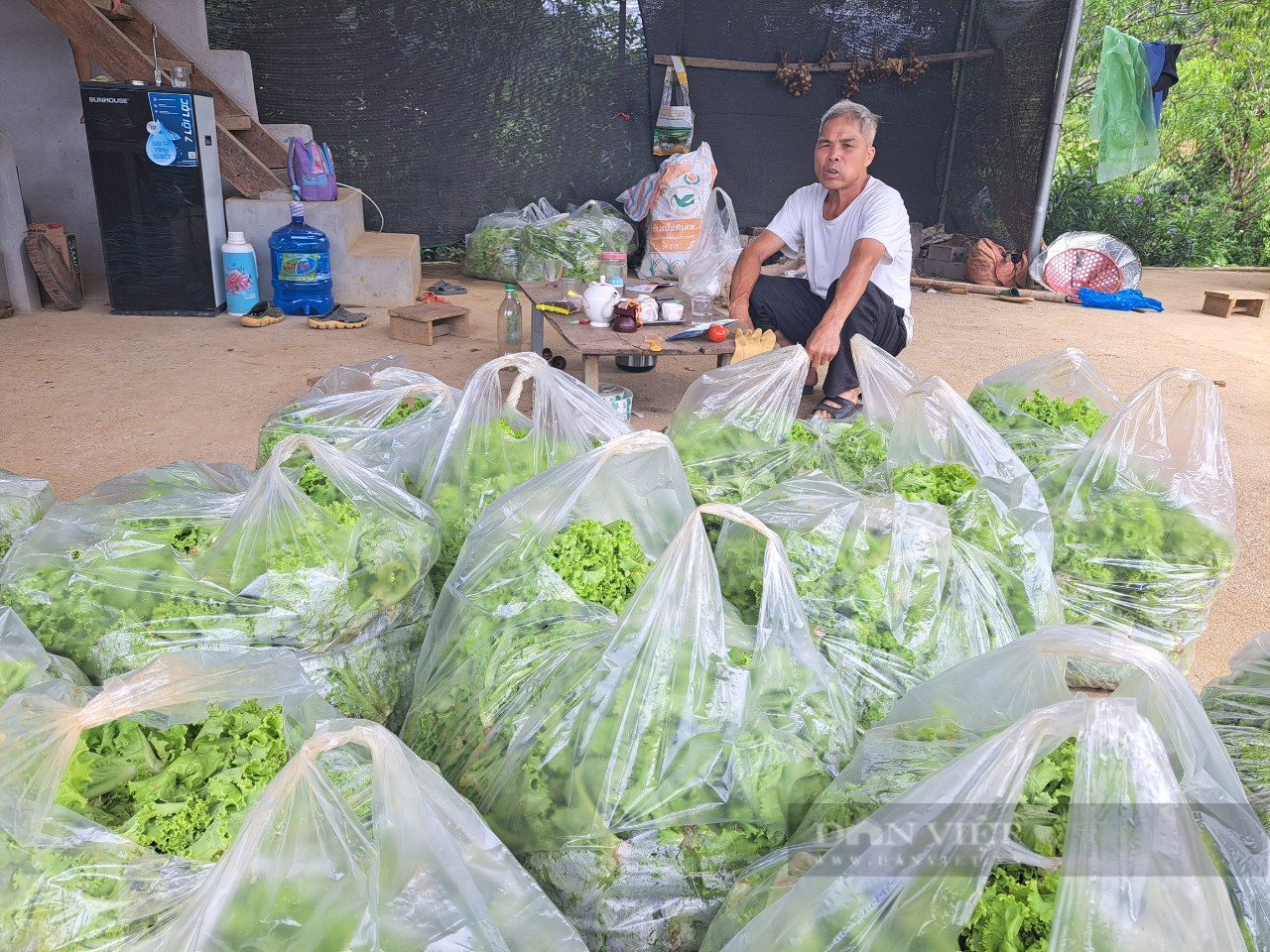 Một vùng rau sạch được ví như &quot;Đà Lạt của tỉnh Hòa Bình&quot; giúp nông dân nơi đây có của ăn, của để - Ảnh 6.