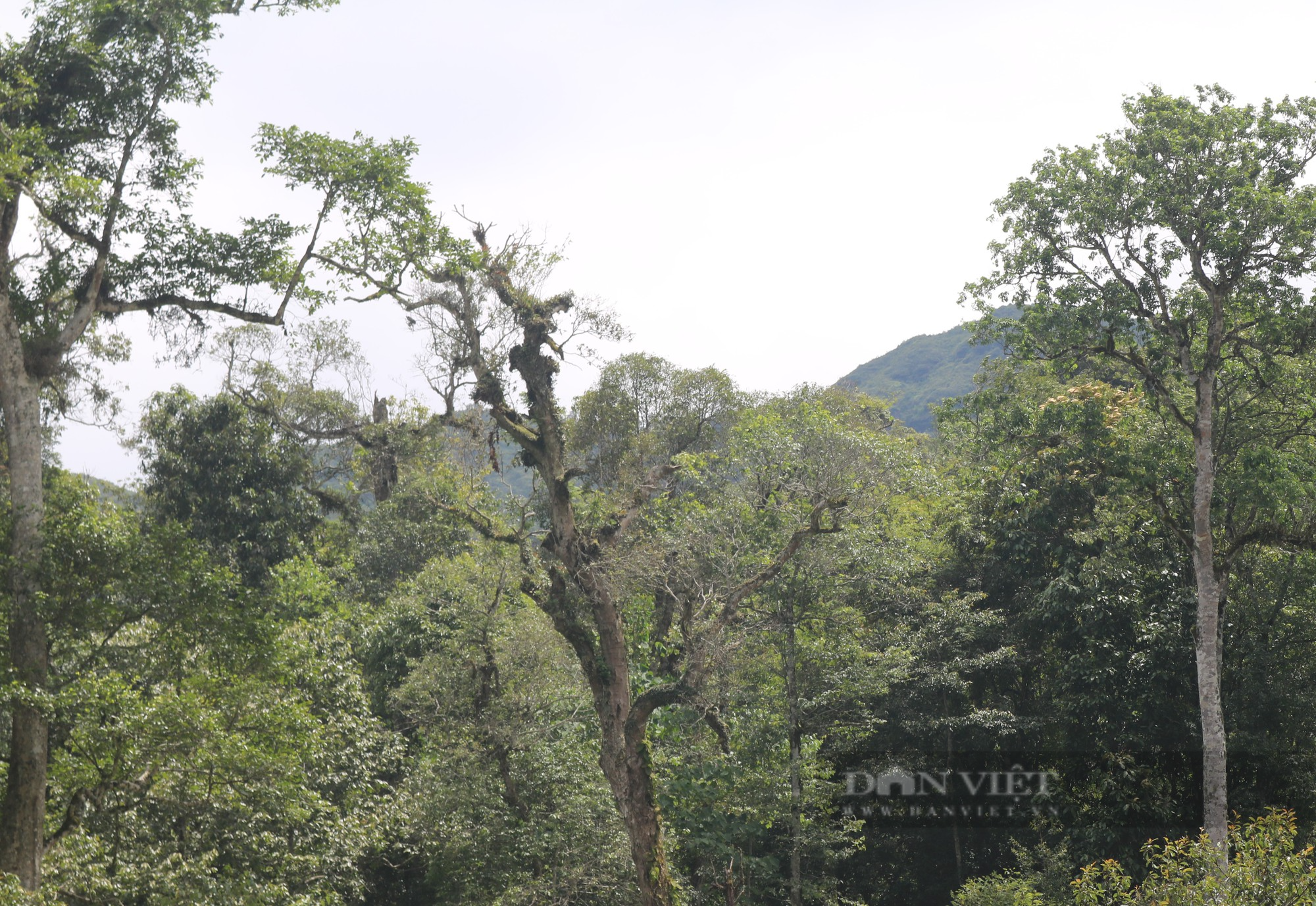 Nâng tầm Khu Bảo tồn thiên nhiên Bát Xát của Lào Cai lên Vườn Quốc gia - Ảnh 2.