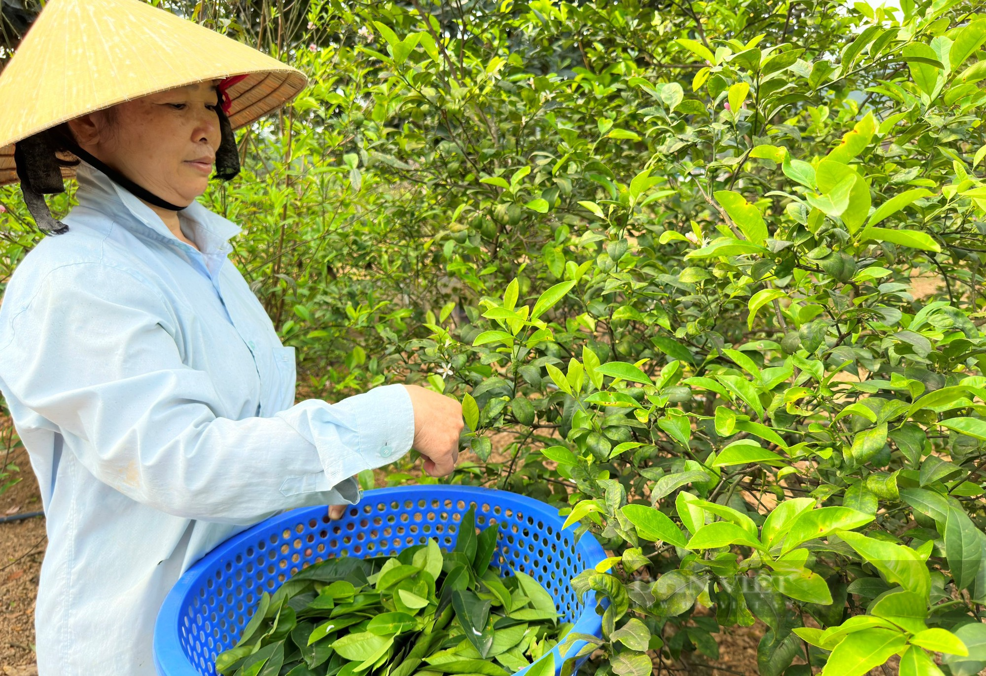 Loại cây trồng dưới chân núi Thiên Nhẫn để lấy quả, lá lại bán được giá cao, nông dân thu lợi kép - Ảnh 2.