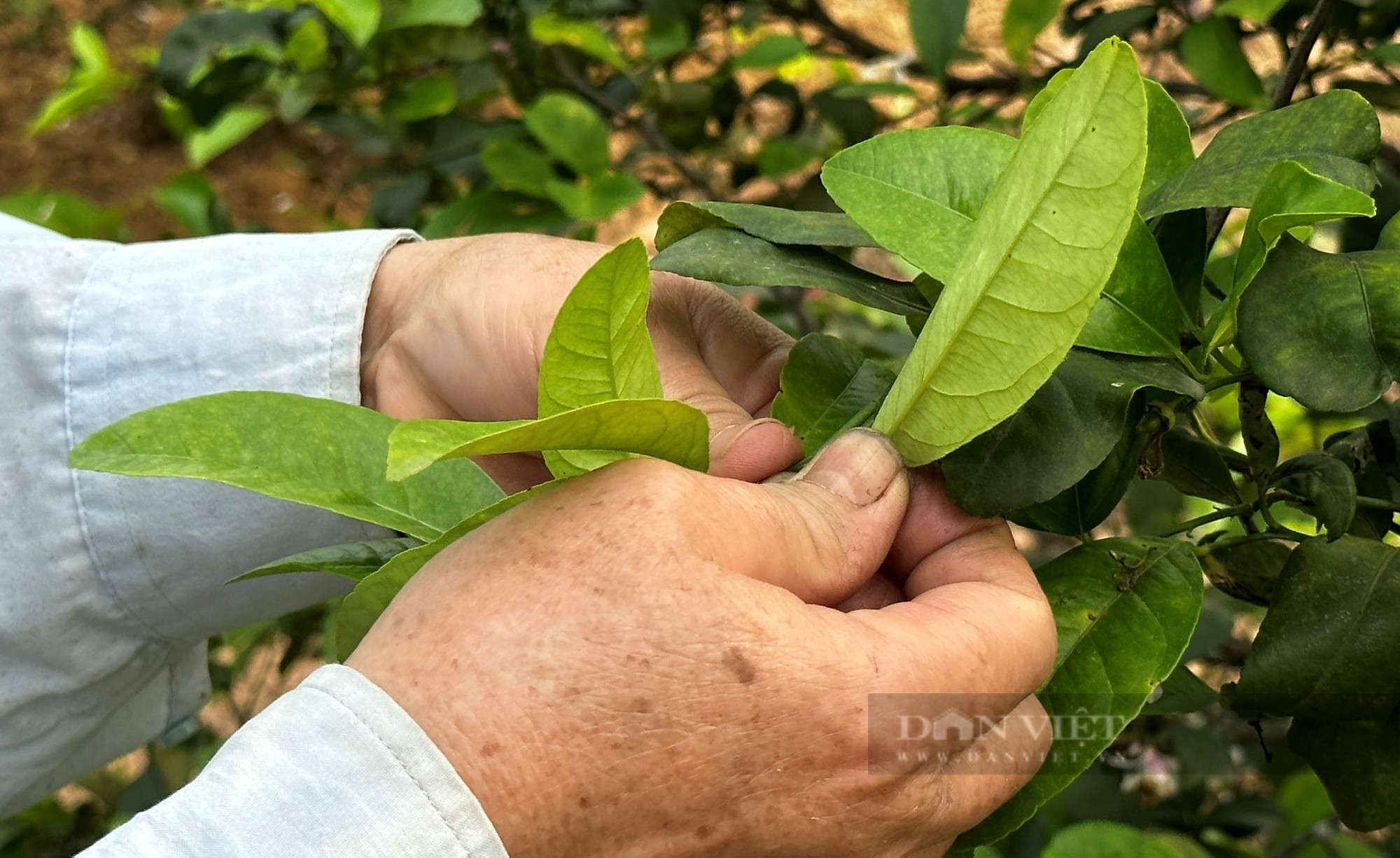 Loại cây trồng dưới chân núi Thiên Nhẫn để lấy quả, lá lại bán được giá cao, nông dân thu lợi kép - Ảnh 3.