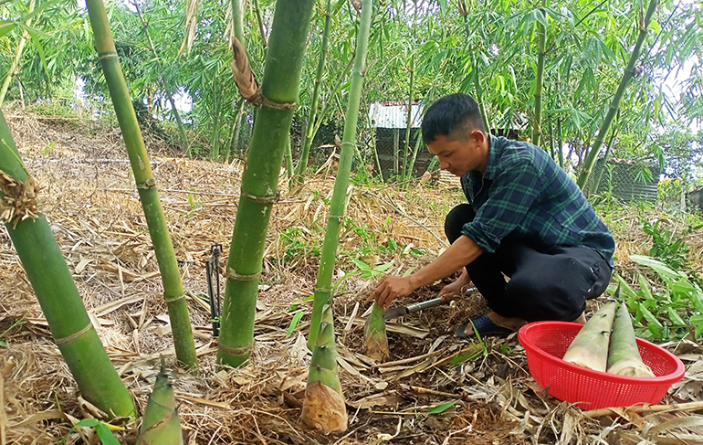 Một nông dân Phú Yên tự trả thu nhập tốt cho chính mình nhờ mô hình trồng tre đào măng bán - Ảnh 1.