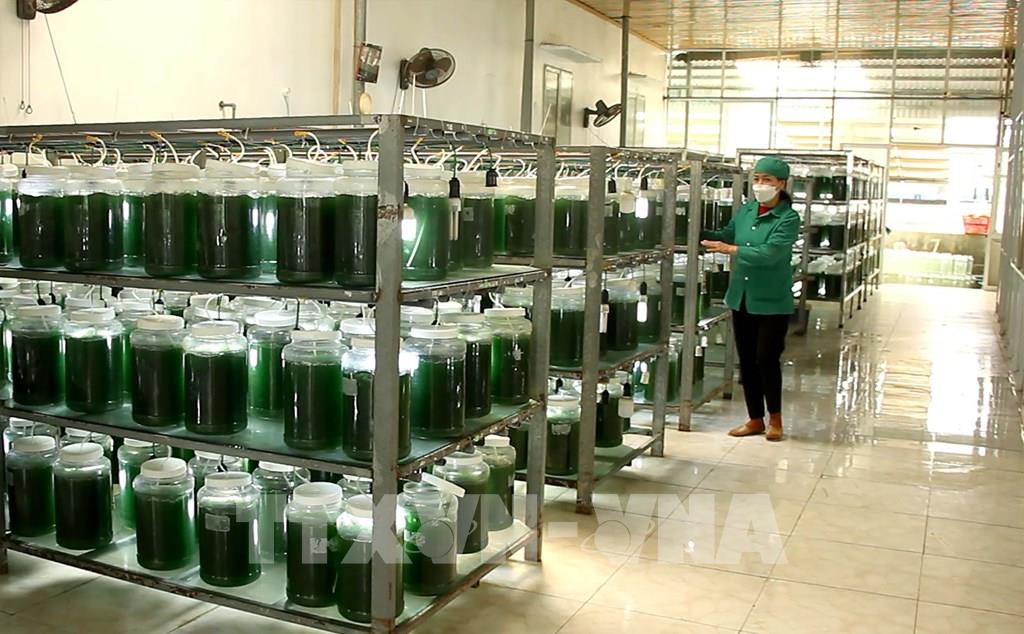 Sản xuất thành công tảo xoắn Spirulina trên quy mô lớn ở miền Trung - Ảnh 3.
