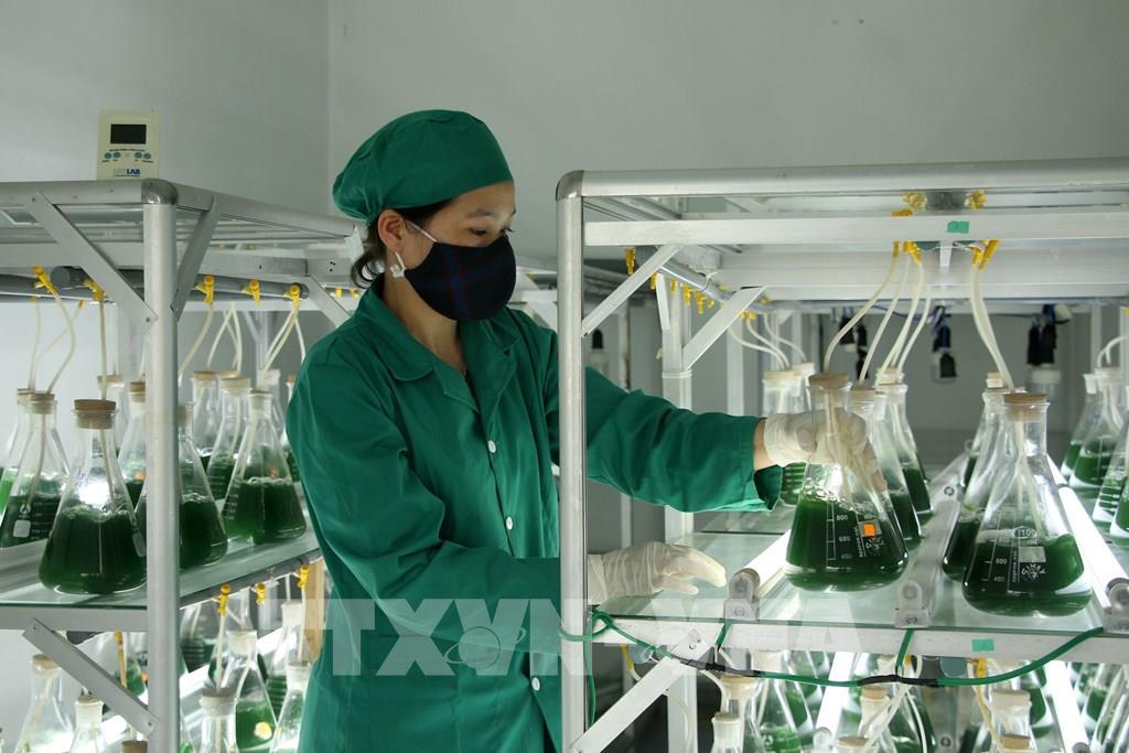 Sản xuất thành công tảo xoắn Spirulina trên quy mô lớn ở miền Trung - Ảnh 4.