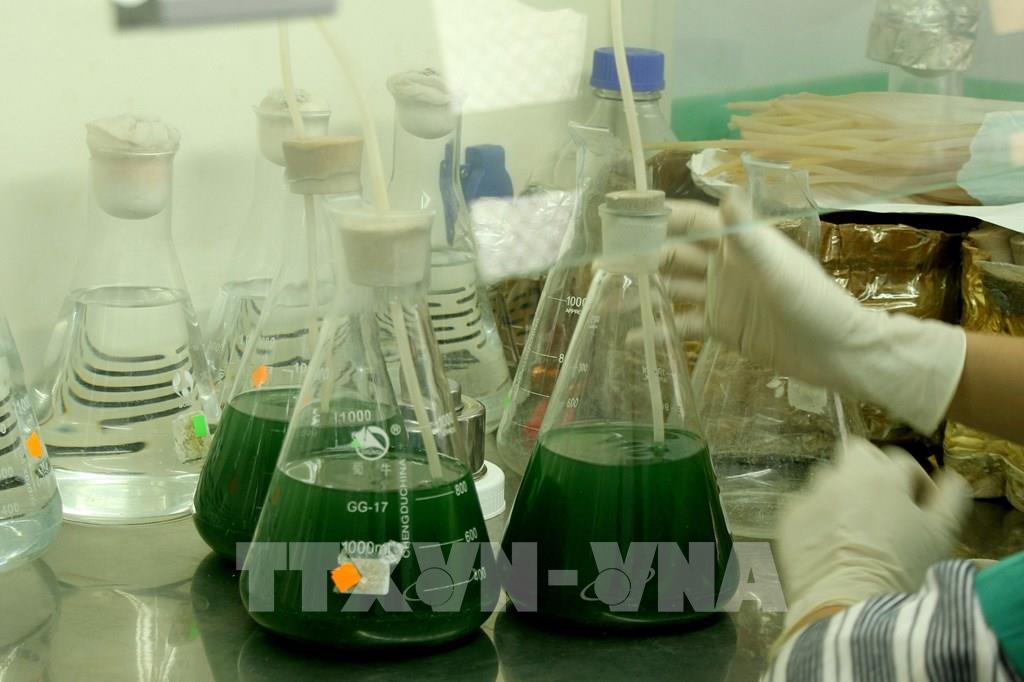 Sản xuất thành công tảo xoắn Spirulina trên quy mô lớn ở miền Trung - Ảnh 1.