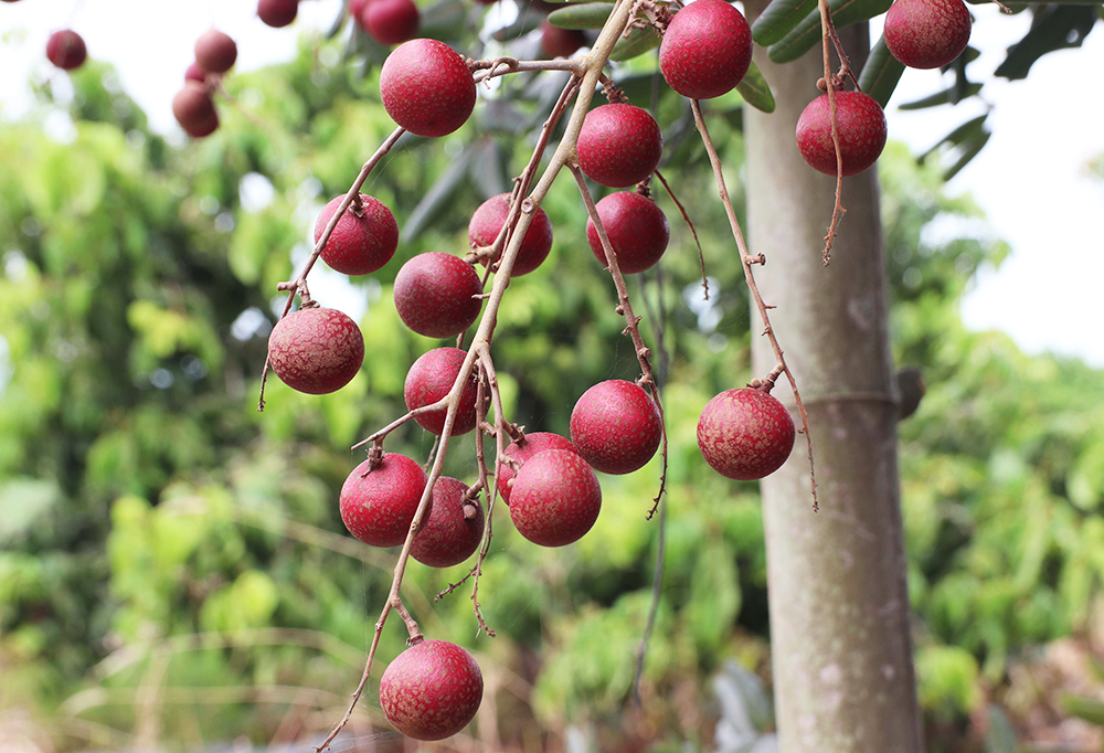 Nhãn tím ở Tân Châu - Ảnh 2.