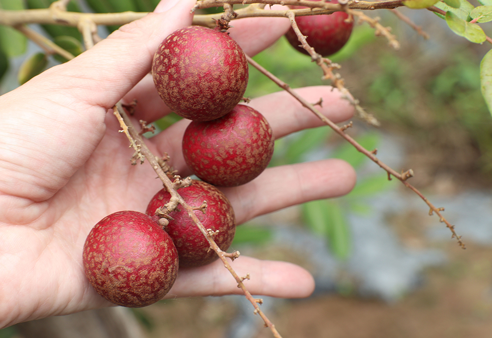 Nhãn tím ở Tân Châu - Ảnh 3.