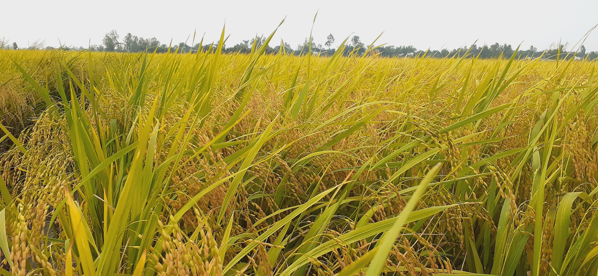 Doanh nghiệp xuất khẩu lúa gạo Việt Nam liệu có thu lợi lớn từ mảng kinh doanh gạo về cuối năm? - Ảnh 2.