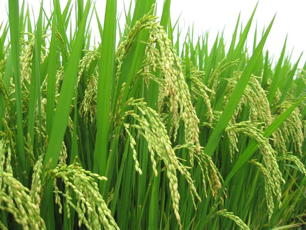 Doanh nghiệp xuất khẩu lúa gạo Việt Nam liệu có thu lợi lớn từ mảng kinh doanh gạo về cuối năm? - Ảnh 1.