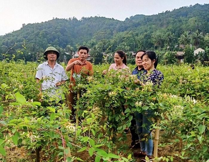 Một nơi ở Thanh Hóa, nông dân trồng vô số cây dược liệu gì, có cây tên lạ, ra hoa lạ mà đổi đời? - Ảnh 1.