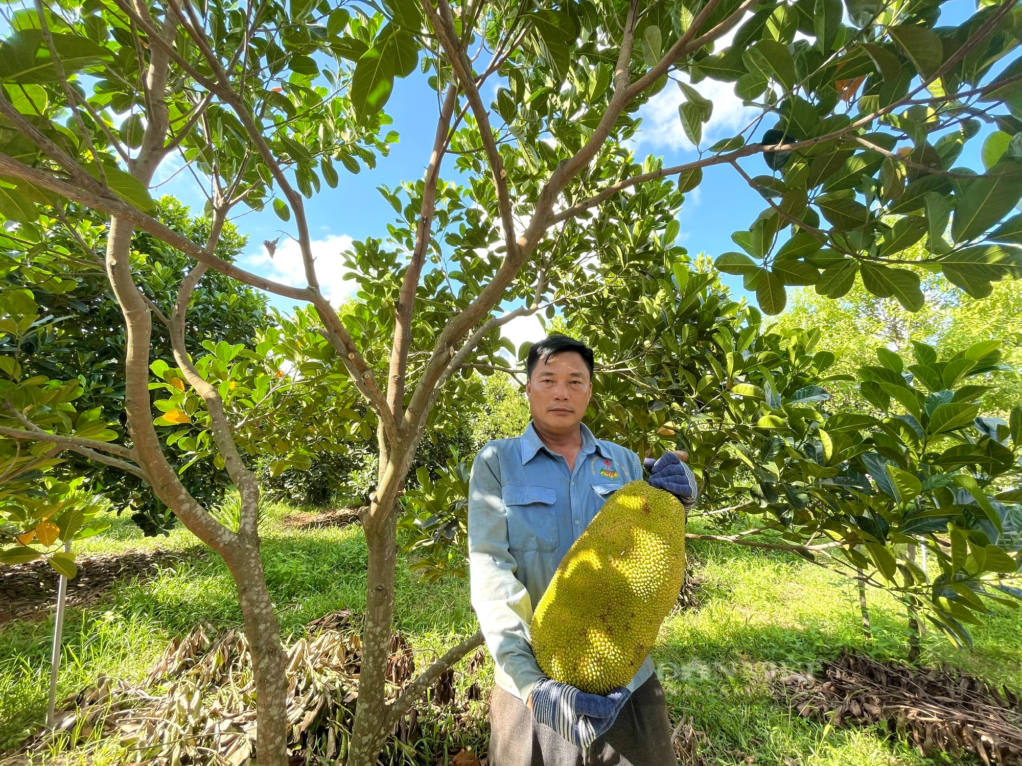 Quảng Bình: Nông dân trồng mít ruột đỏ ở vùng gò đồi mới ra trái bói quả nào cũng to bự, thu hàng trăm triệu - Ảnh 1.