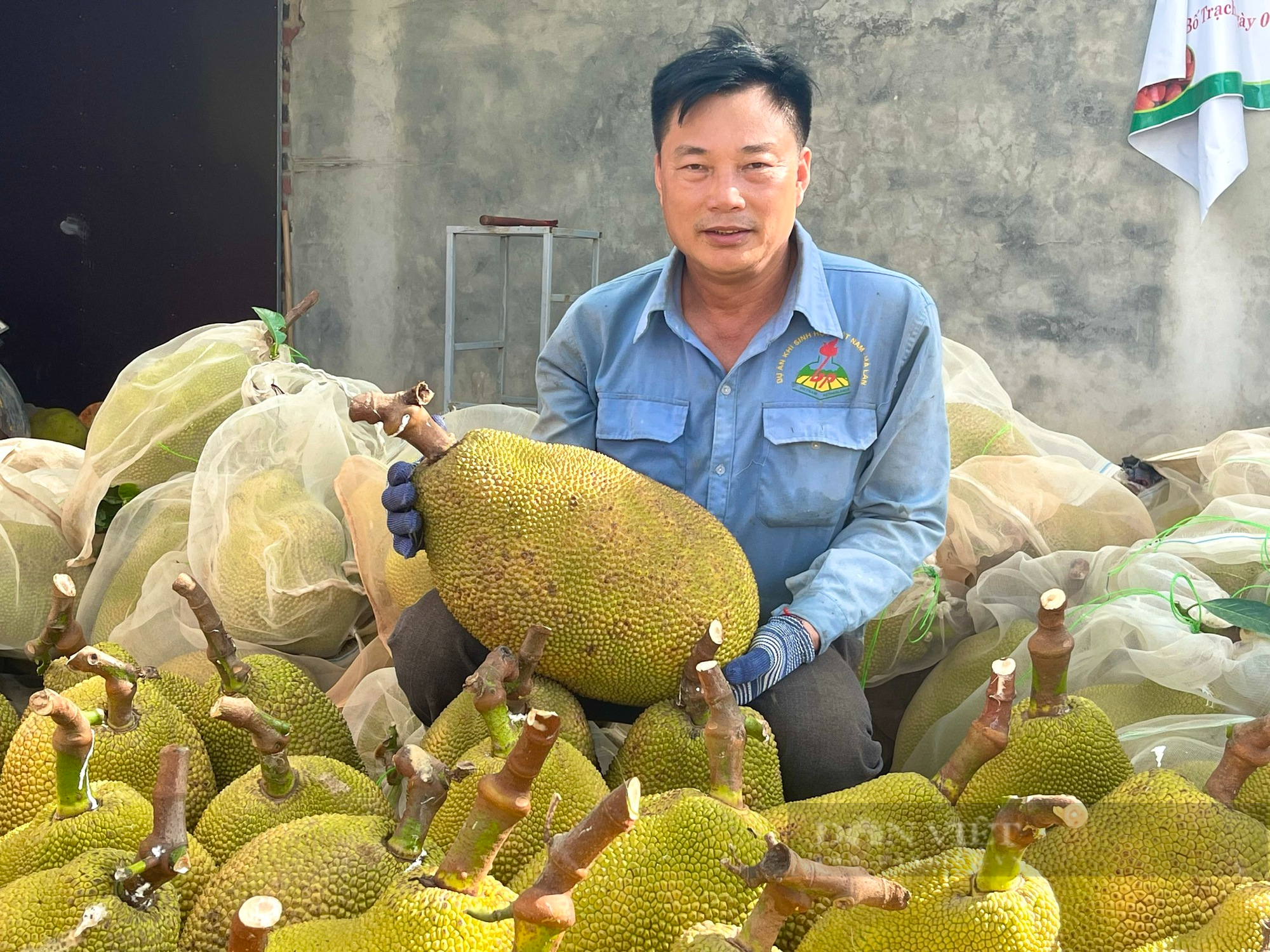 Quảng Bình: Nông dân trồng mít ruột đỏ ở vùng gò đồi mới ra trái bói quả nào cũng to bự, thu hàng trăm triệu - Ảnh 2.