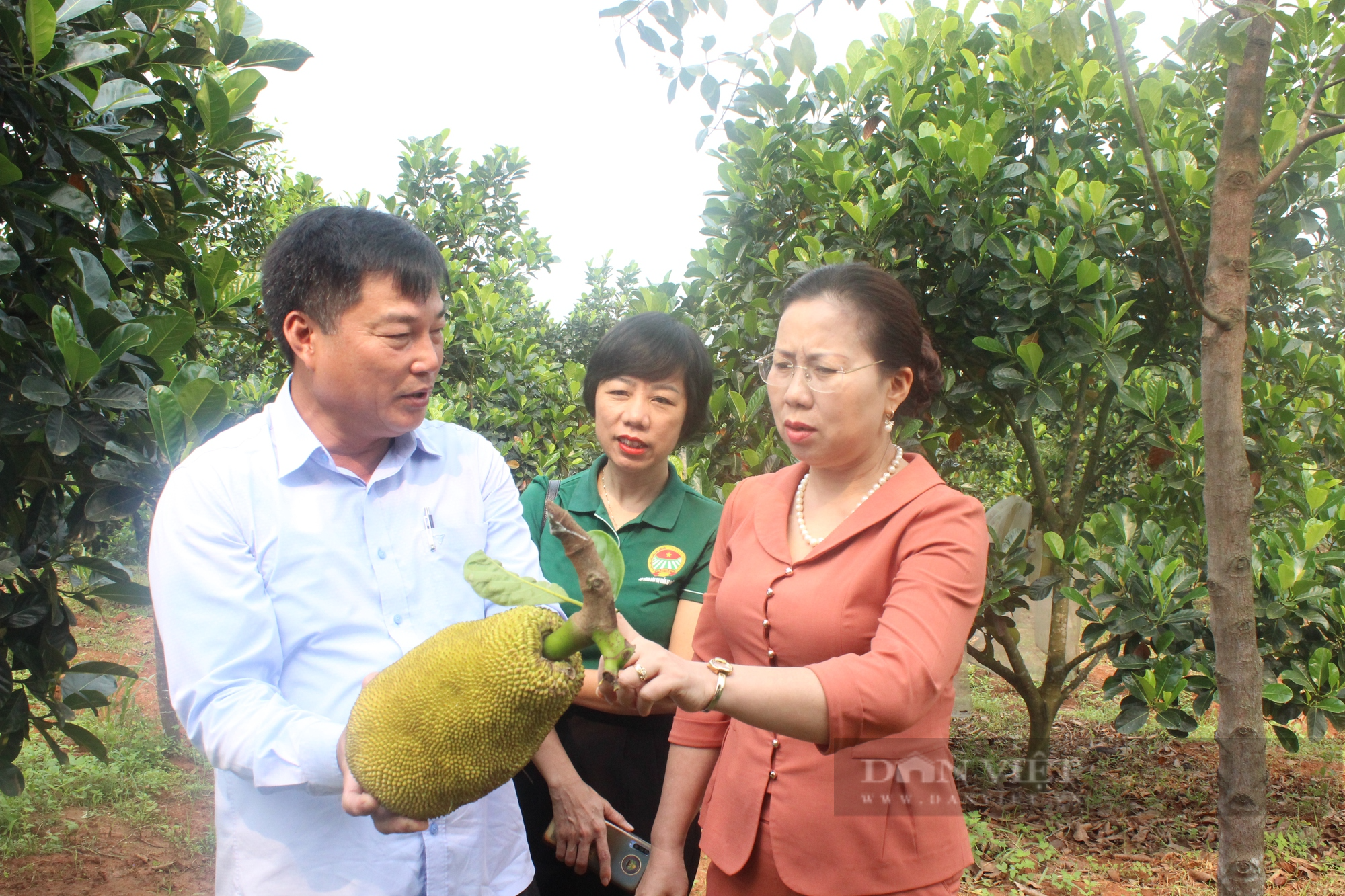 Quảng Bình: Nông dân trồng mít ruột đỏ ở vùng gò đồi mới ra trái bói quả nào cũng to bự, thu hàng trăm triệu - Ảnh 3.