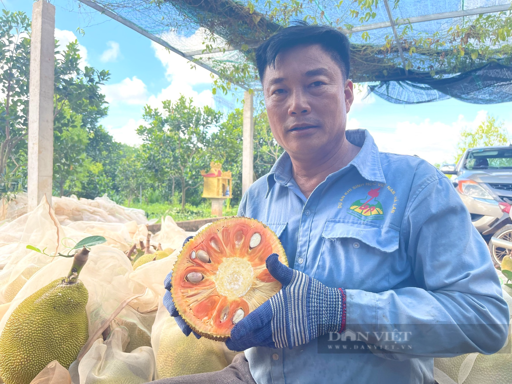 Quảng Bình: Nông dân trồng mít ruột đỏ ở vùng gò đồi mới ra trái bói quả nào cũng to bự, thu hàng trăm triệu - Ảnh 4.
