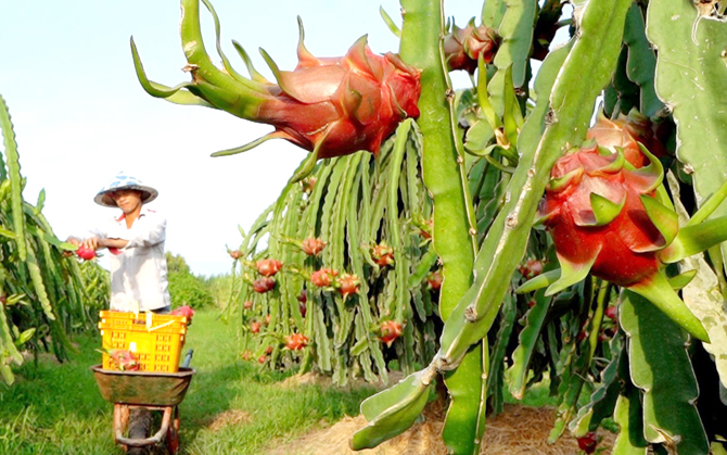 Nông dân trồng thanh long ở Bình Thuận. Ảnh: Trần Khánh