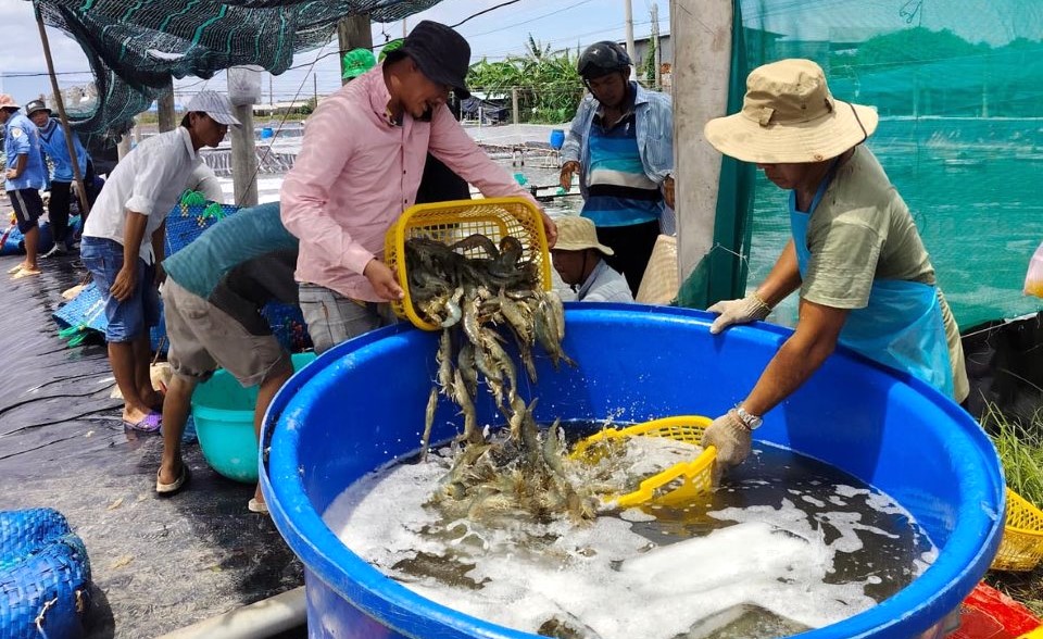 Một loại vật nuôi ở Bạc Liêu càng để dưới ao nông dân càng lỗ, ngành chức năng khuyến cáo điều gì? - Ảnh 1.