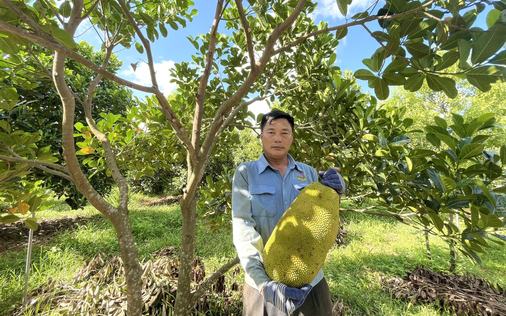Ai ngờ trồng mít lạ ở một nơi của Quảng Bình, lứa trái ra bói đã to bự, nông dân cắt bán mà lời to