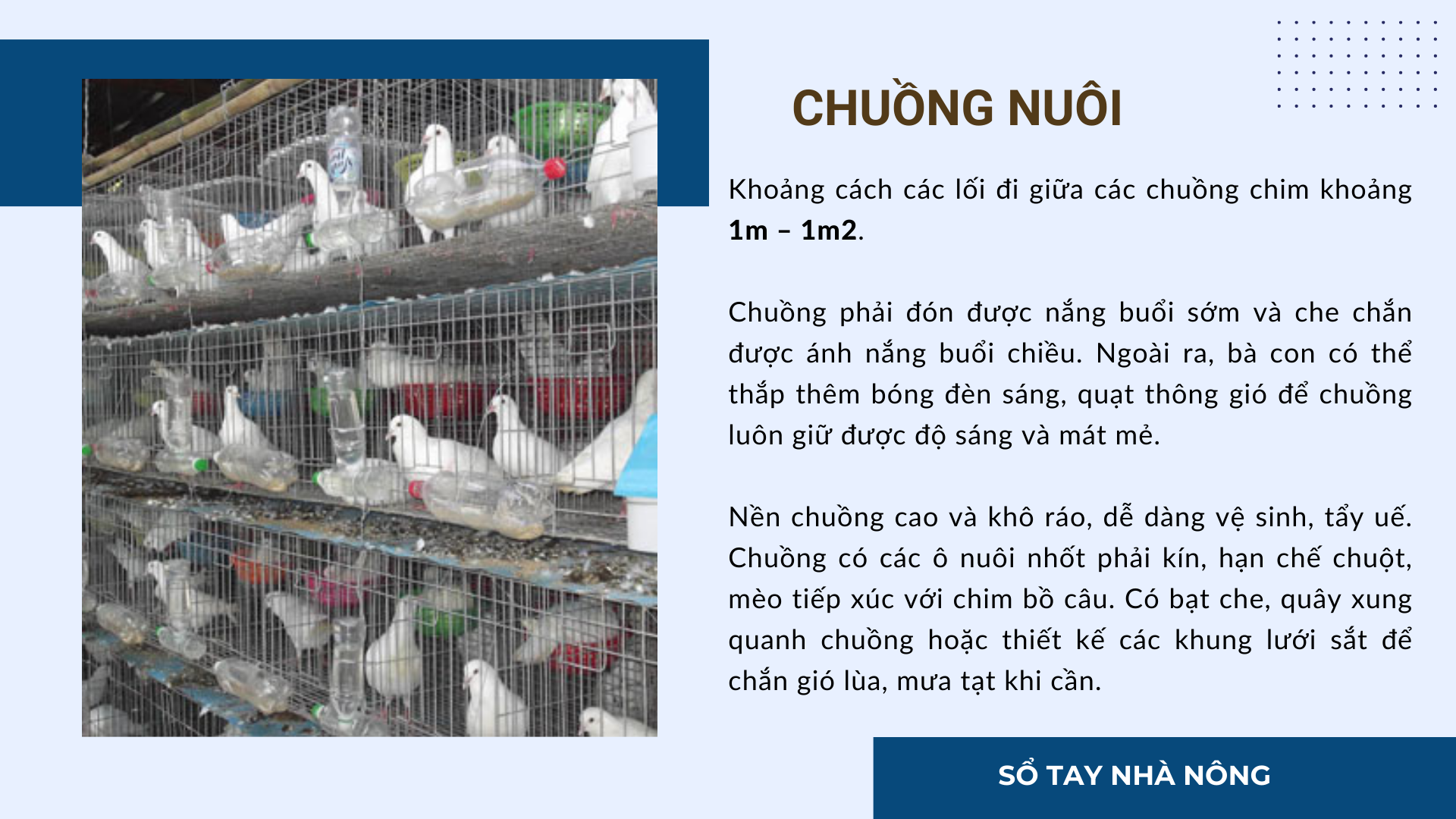 SỔ TAY NHÀ NÔNG: Kỹ thuật làm chuồng nuôi chim bồ câu Pháp - Ảnh 3.