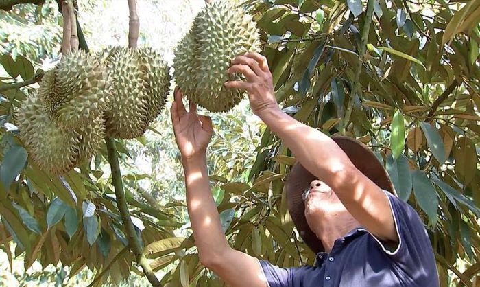 Mùa sầu riêng, công an một huyện ở Đắk Lắk cảnh báo nạn trộm cắp, bảo kê trong thu mua sầu riêng - Ảnh 1.