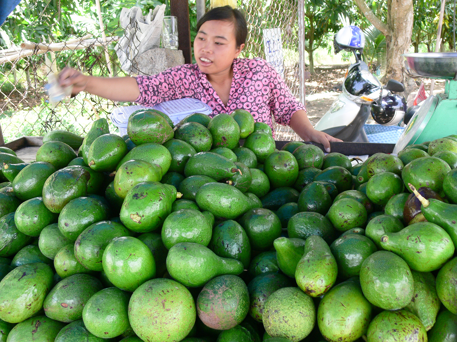 Một ngọn núi cao ở An Giang, lên đến nơi thấy dân gánh vô số trái cây, sầu riêng là thứ quả ngon nhất - Ảnh 17.