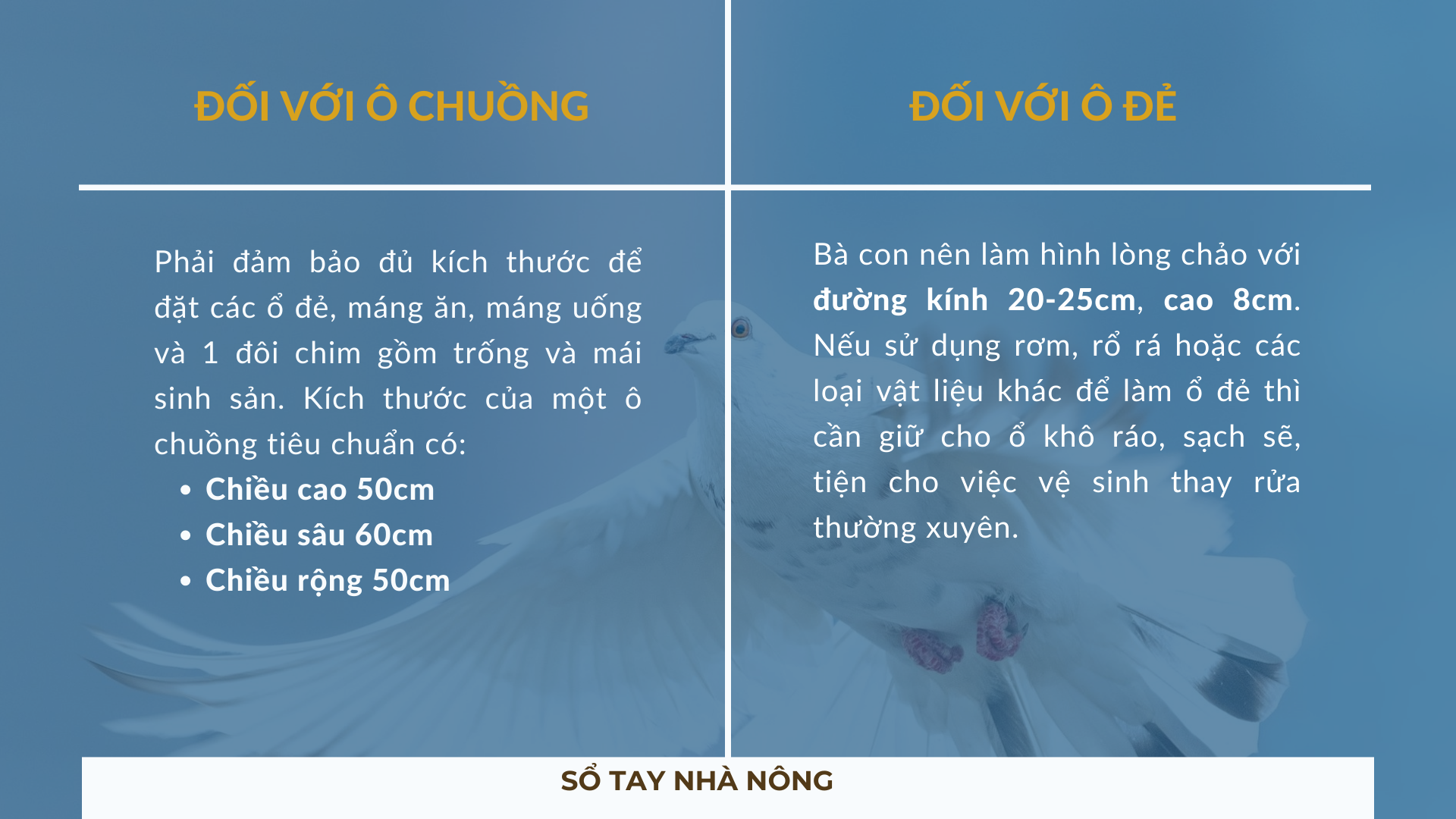 SỔ TAY NHÀ NÔNG: Kỹ thuật nuôi bồ câu Pháp sinh sản mang lại giá trị kinh tế cao - Ảnh 3.