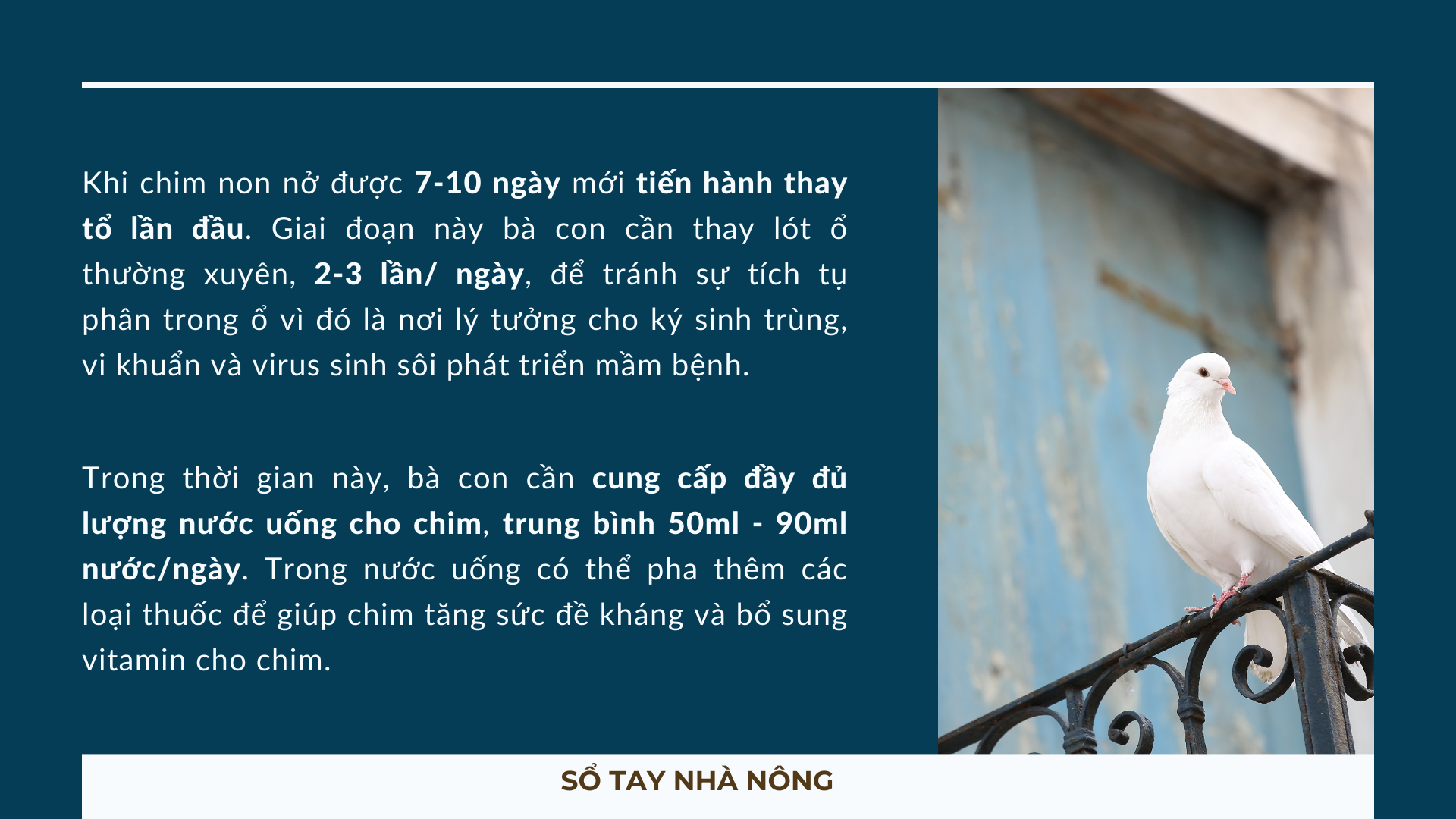 SỔ TAY NHÀ NÔNG: Kỹ thuật nuôi bồ câu Pháp sinh sản mang lại giá trị kinh tế cao - Ảnh 4.