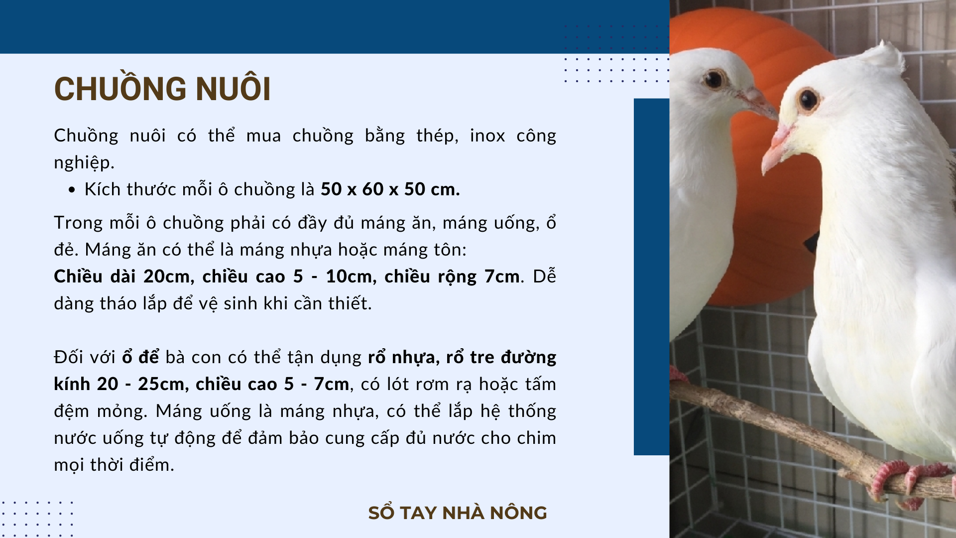 SỔ TAY NHÀ NÔNG: Kỹ thuật làm chuồng nuôi chim bồ câu Pháp - Ảnh 2.