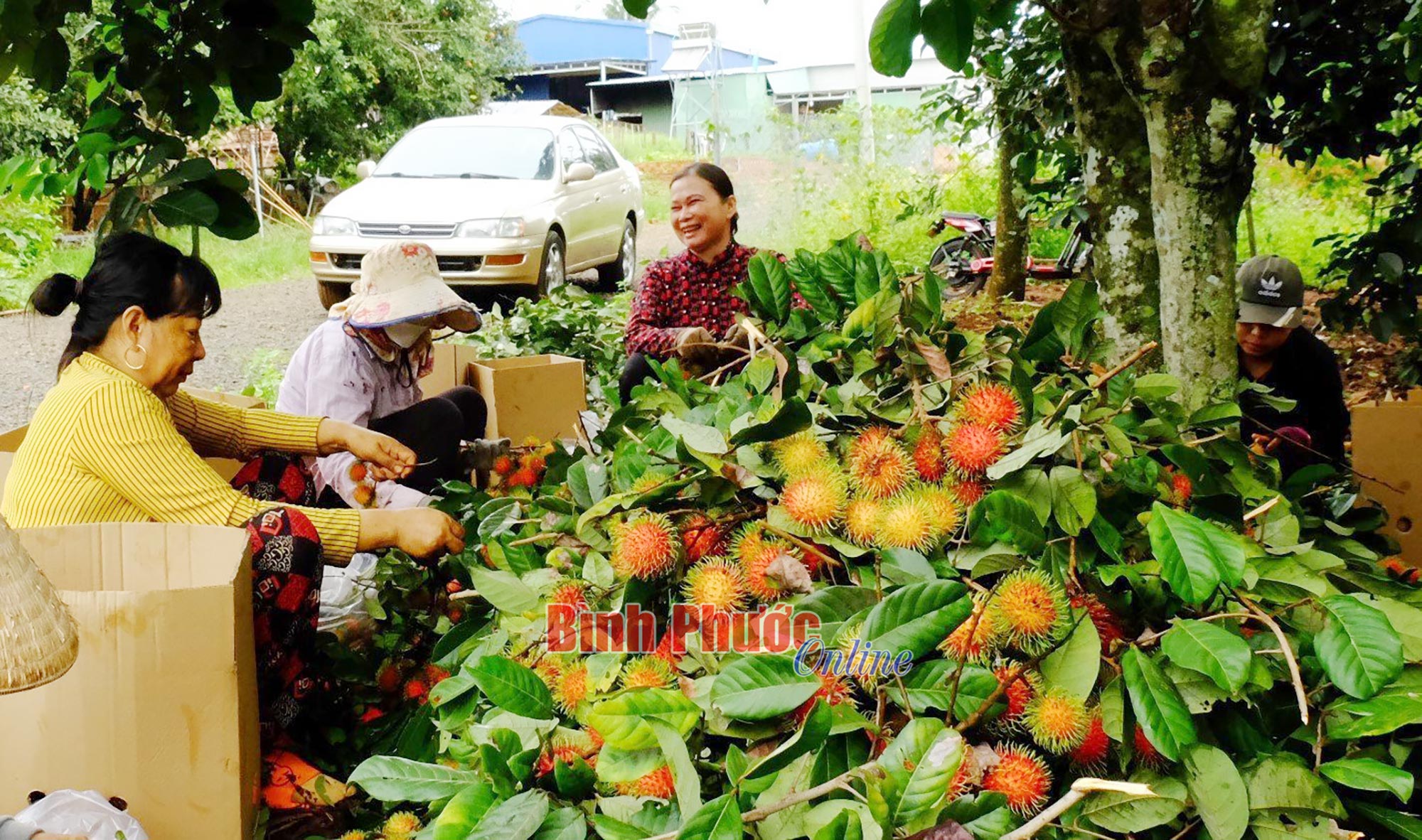 Mùa chôm chôm chín ở đất Bình Phước, trái ra quá trời, bán được giá, một nông dân thắng lớn - Ảnh 5.