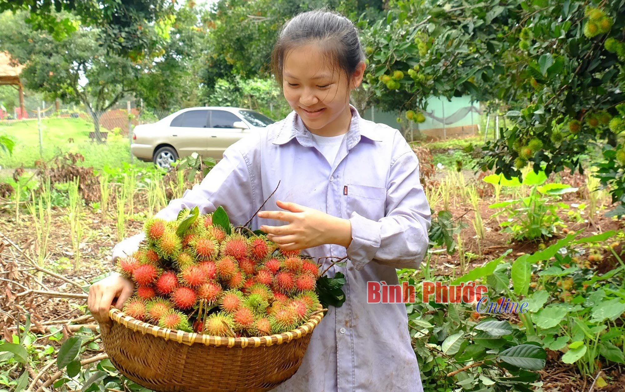 Mùa chôm chôm chín ở đất Bình Phước, trái ra quá trời, bán được giá, một nông dân thắng lớn - Ảnh 3.
