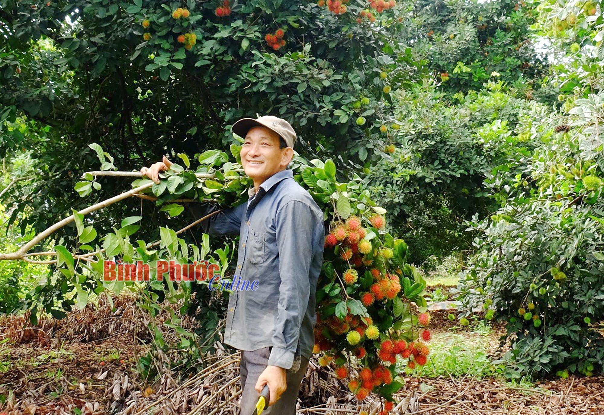 Mùa chôm chôm chín ở đất Bình Phước, trái ra quá trời, bán được giá, một nông dân thắng lớn - Ảnh 2.