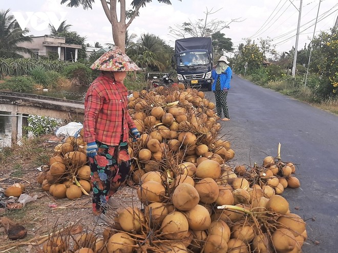 Trung Quốc chuẩn bị kiểm tra quả dừa Việt Nam trước khi cho nhập khẩu - Ảnh 1.