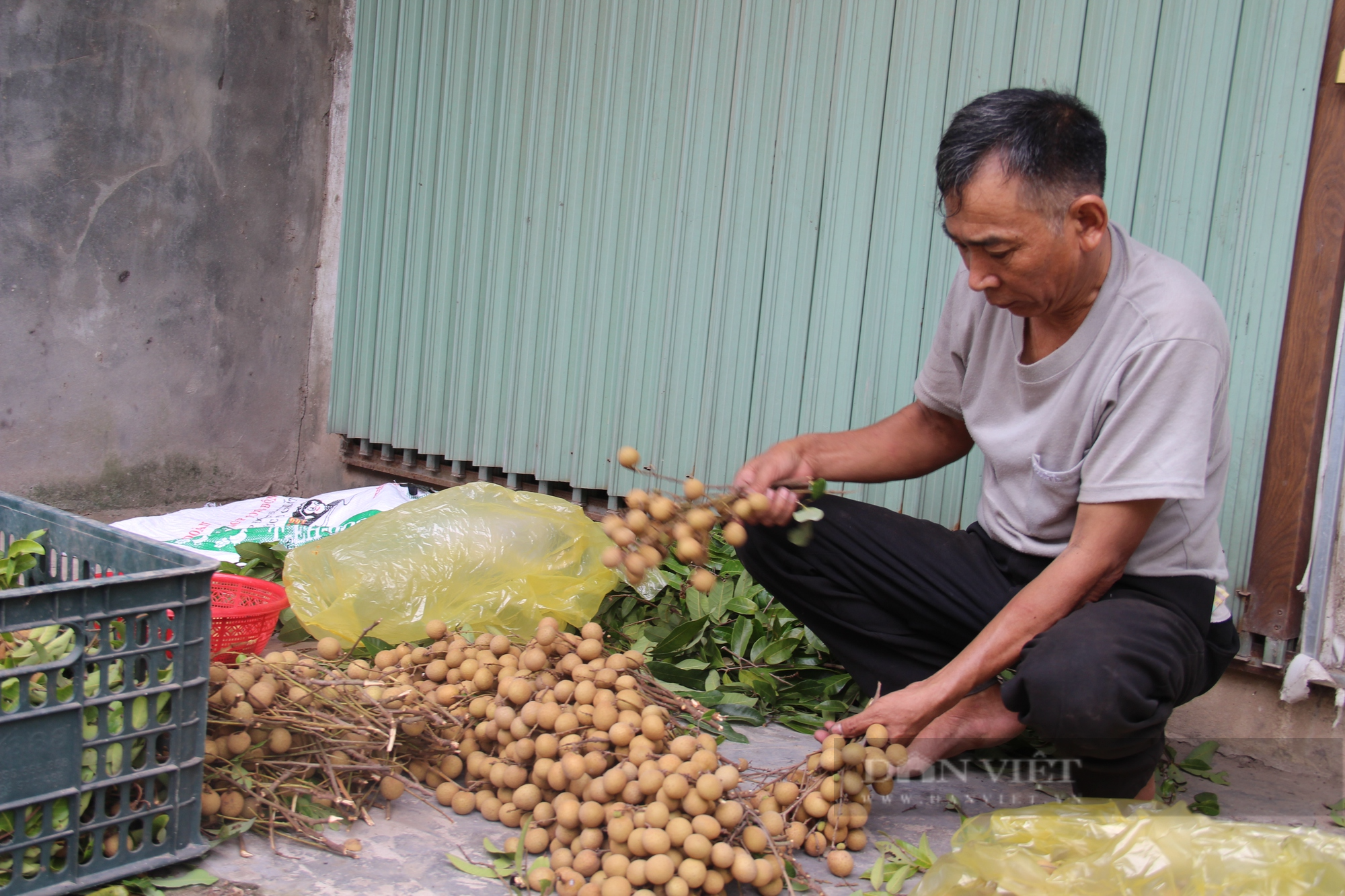 Độc đáo giống nhãn chín muộn ngọt lịm tại vùng ngoại thành Hà Nội - Ảnh 5.