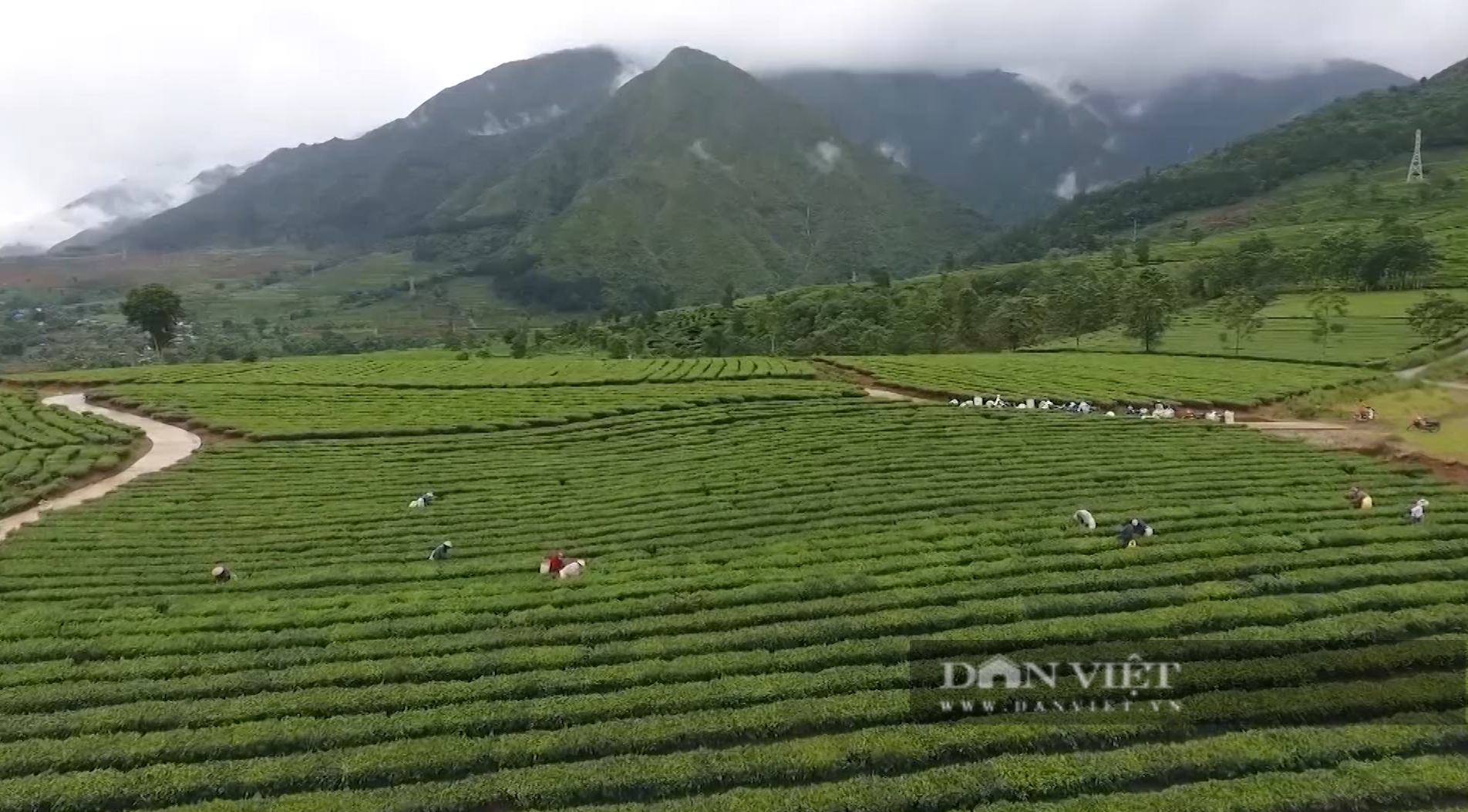 Đây là cách doanh nghiệp và nông dân Lai Châu sản xuất và tiêu thụ nông sản - Ảnh 4.