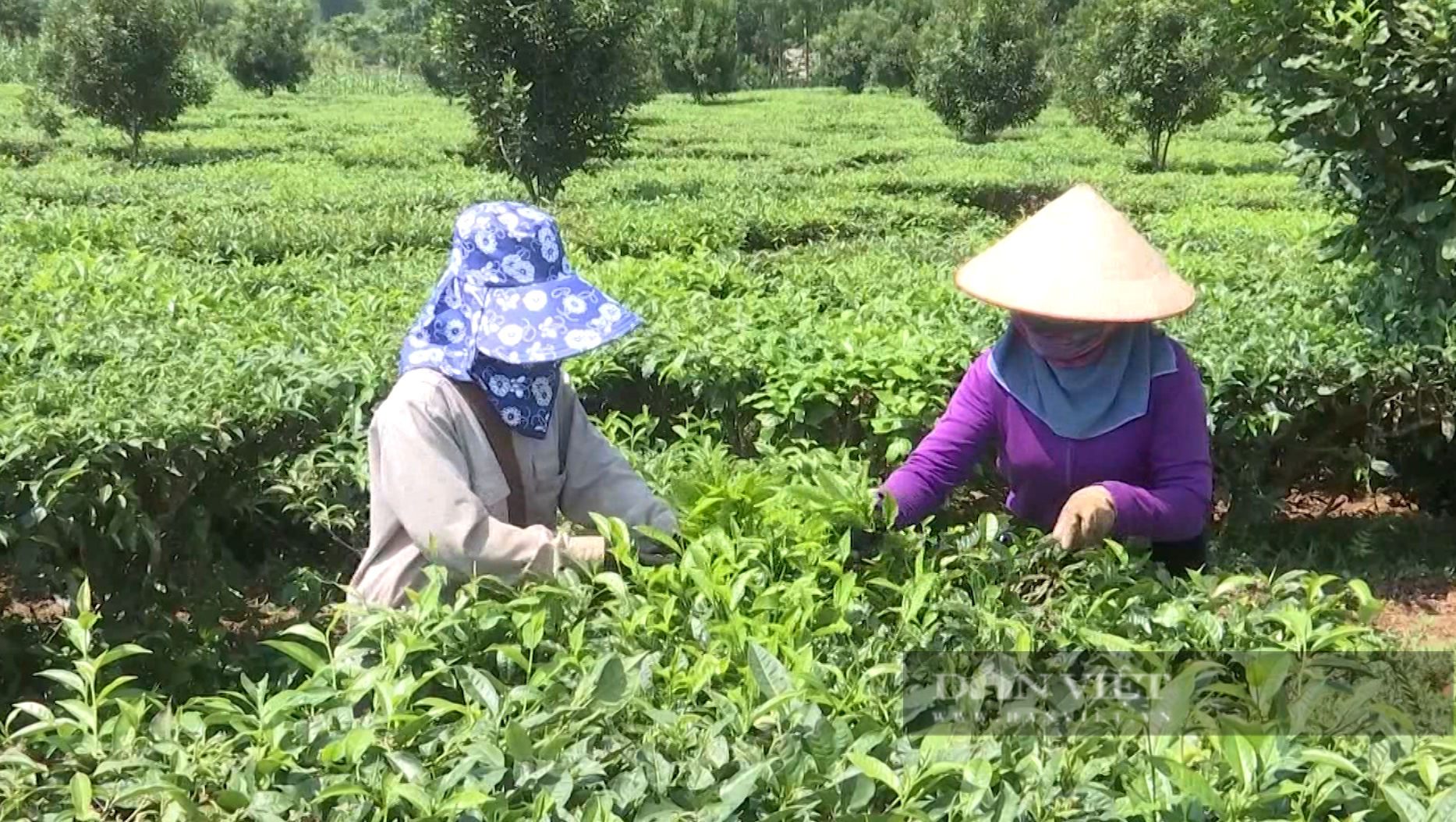 Đây là cách doanh nghiệp và nông dân Lai Châu sản xuất và tiêu thụ nông sản - Ảnh 5.