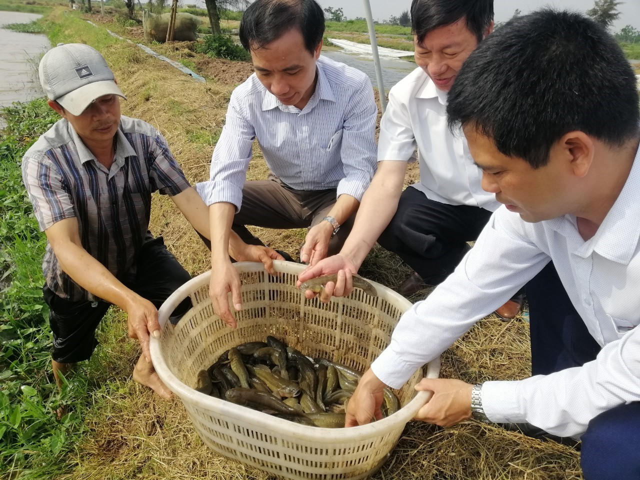 Nuôi cá bống bớp tại Nam Định, bắt lên con nào cũng tươi ngon, bán đắt tiền - Ảnh 1.